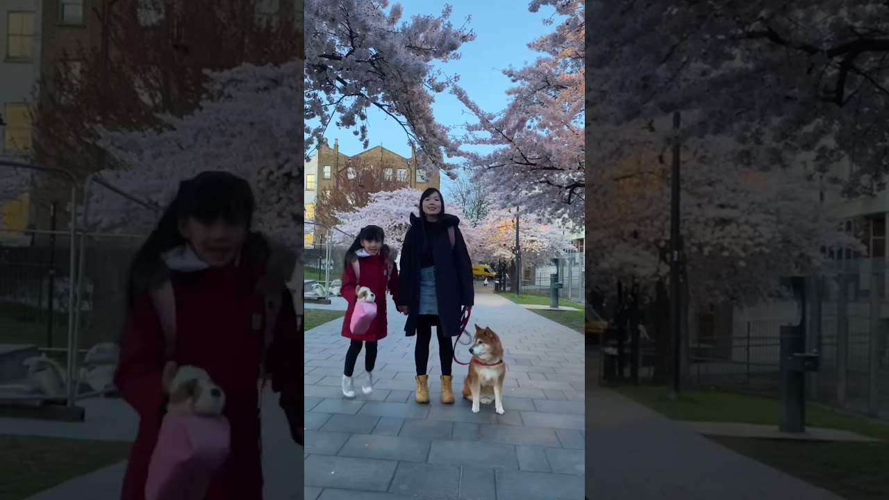 Love you 9000👨🏻👧🏻🦊 #london #柴犬 #櫻花 #shibainu #sakura #family #familyvlog #easterholiday
