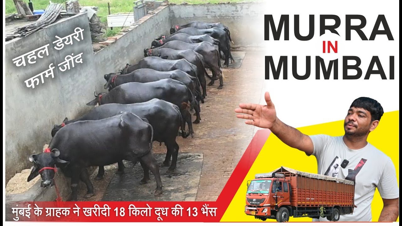 18 किलो दूध की 13 भैंस || MURRAH in MUMBAI || CHAHAL DAIRY FARM GATOULI, JIND