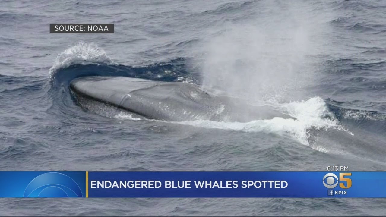 Feeding Blue Whales Gathering Off San Francisco; Maritime Officials Issue Warning To Freighter Capta