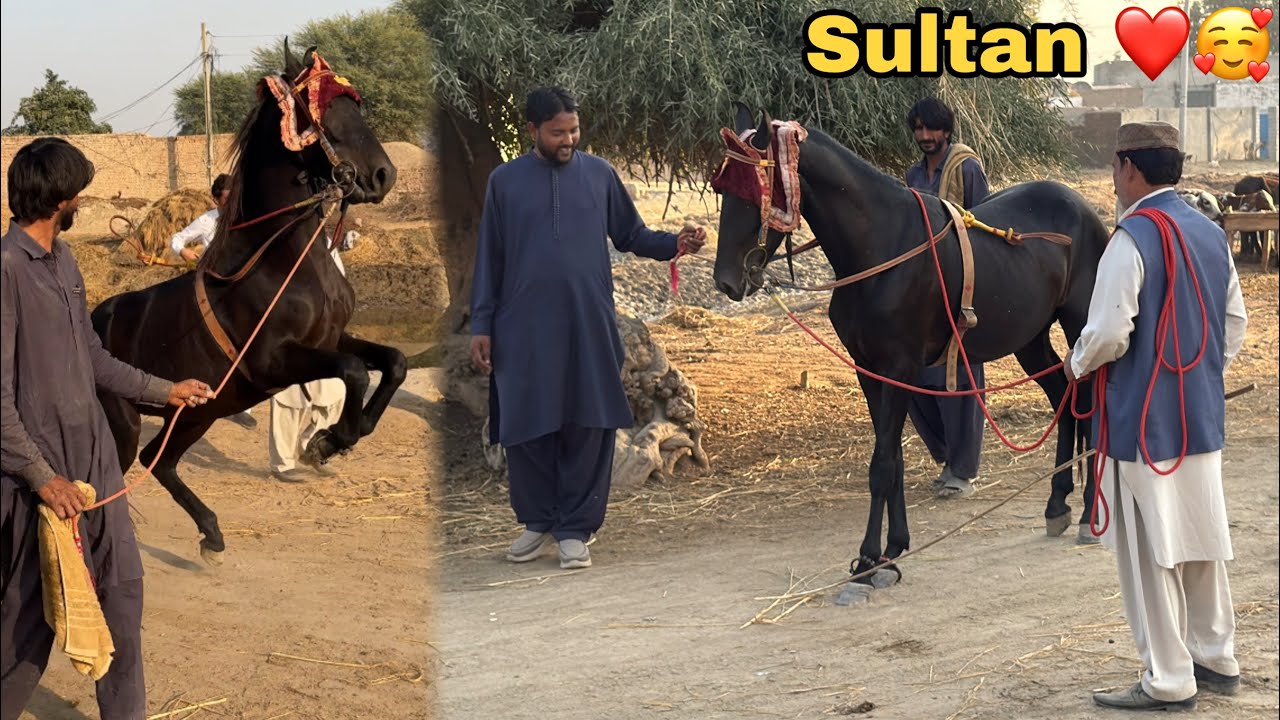Sultan Ki Zabardast Training! 😱 Ek Mahine Baad Pehli Baar Apne Ghode Ko Dekha
