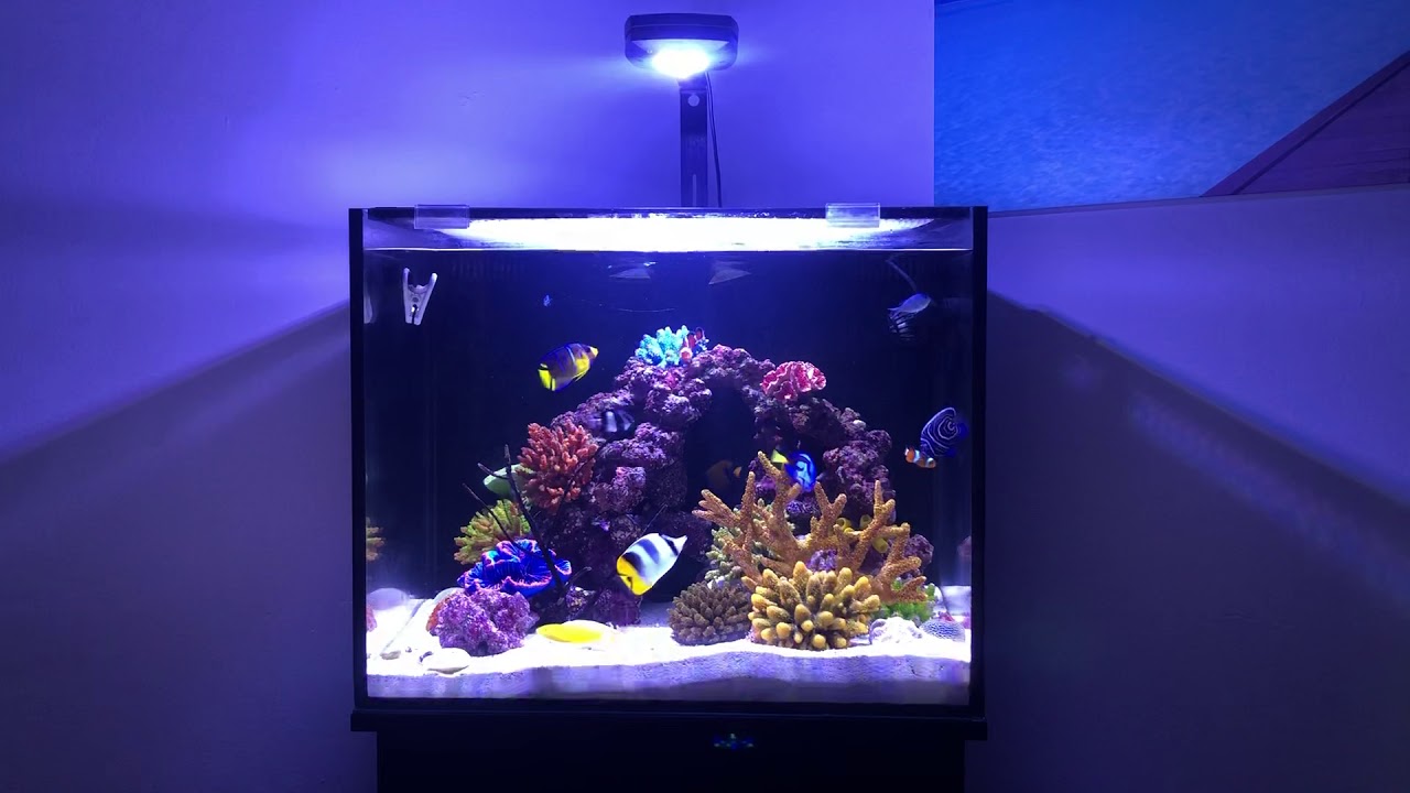 40 Gallons Artificial Reef Aquarium