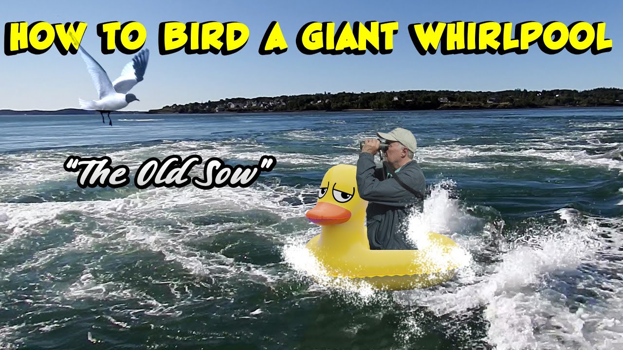How to BIRD inside a GIANT WHIRLPOOL
