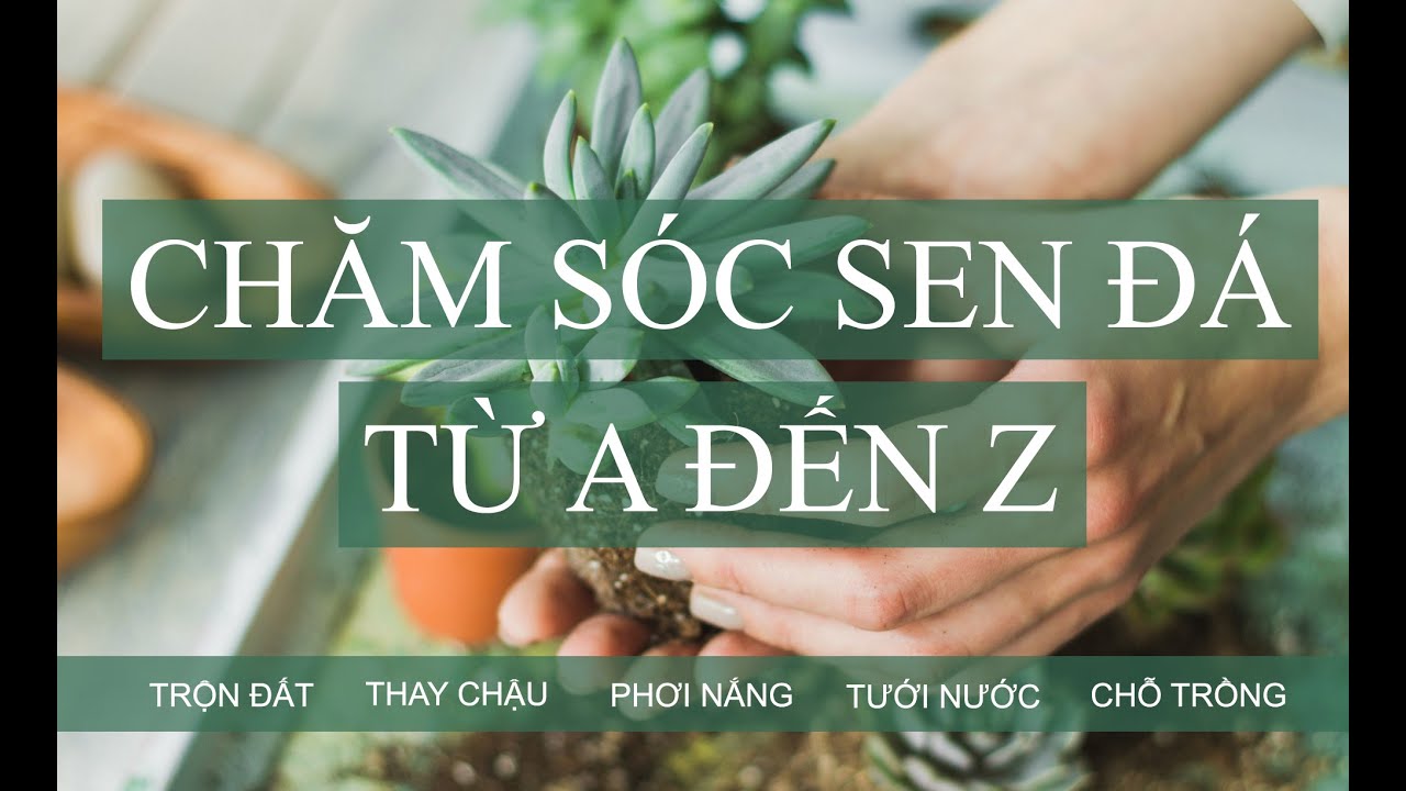 Hướng dẫn chăm sóc sen đá từ A đến Z khi mới mua về | www.vuonsenda.vn
