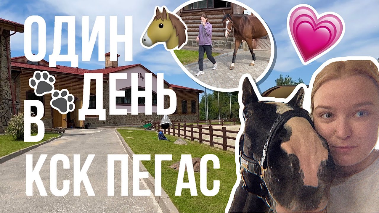 как проходит день коновода | экскурсия по КСК Пегас