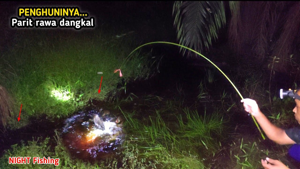 PARIT SEPERTI INI YANG BANYAK DIHUNI IKAN PREDATOR MALAM || MANCING LEMBAT MALAM