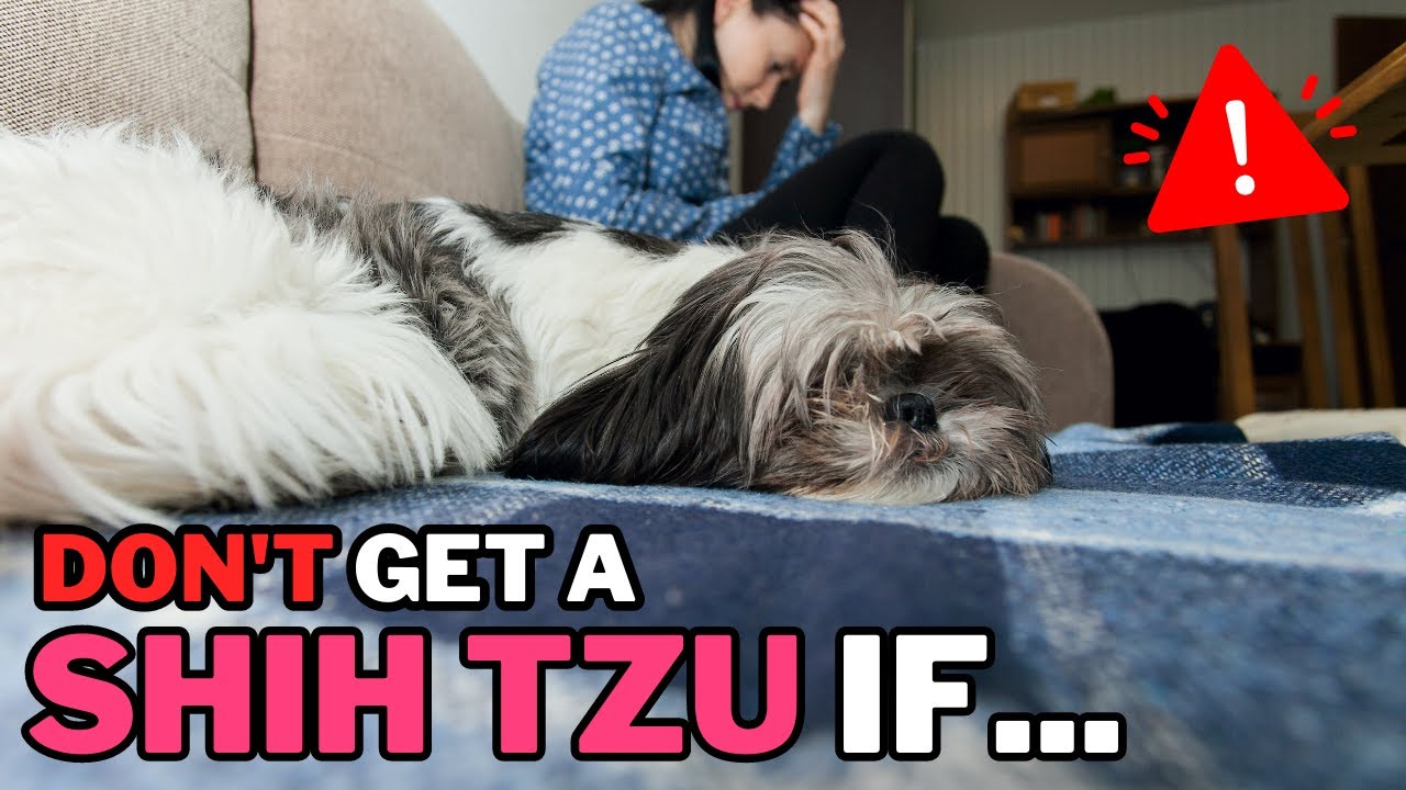 Don’t Get a Shih Tzu if this is You!