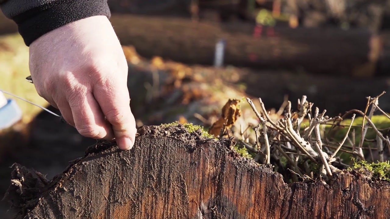 Discover English Woodlands Timber