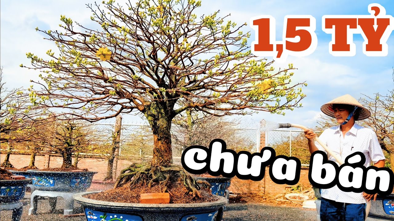 CHÁY HÀNG mai Tết  SBSG 17/12 mặt hoa gần 1cm nụ khủng hàng loạt cây tứ quý ghép Mạnh Hùng thốt lên: