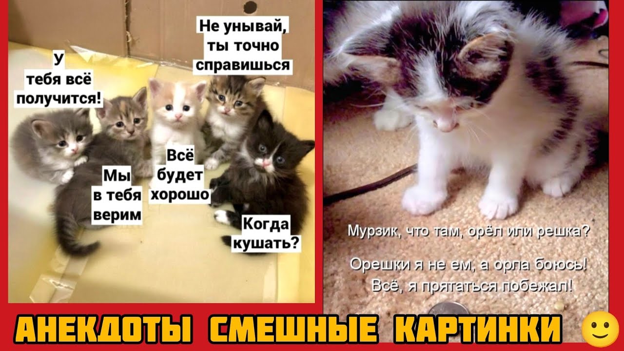 yтебя всё получится😺 ты точно справишься😸Мы в тебя верим😻Всё будет хорошо🙂Когда кушать?🤣