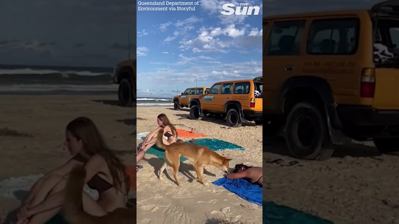Wild dingo bites sunbather’s bottom on Australian beach 