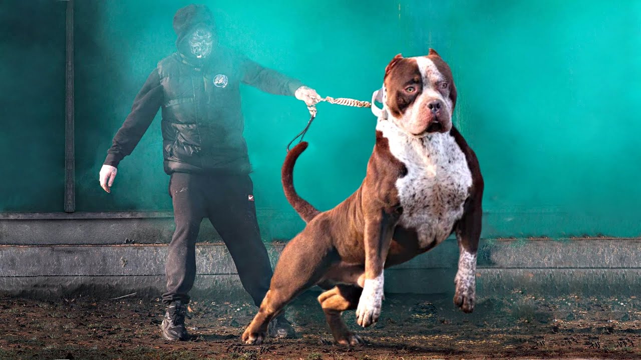 These 10 Dog Breeds Look Like Pitbulls