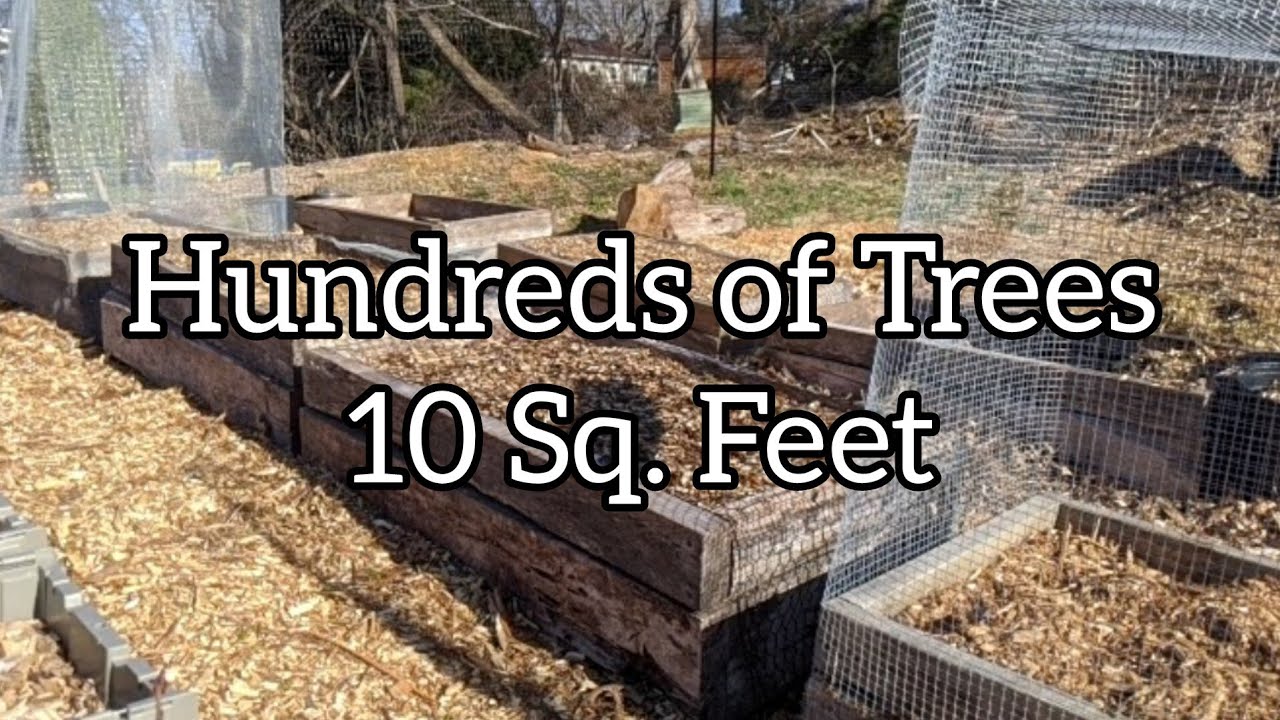 Air Prune Beds and Nursery Plantings 2025