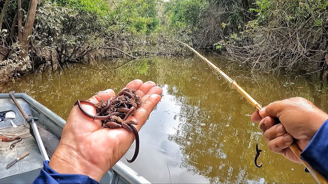 PESCA DE PIAU NO CORGO. SAÍMOS CORRIDOS, Enxame de abelha