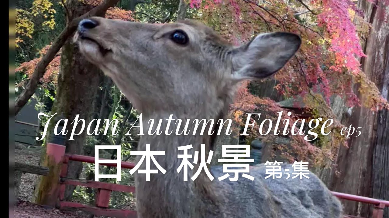 Japan Kyoto Autumn Foliage 日本京都秋景
