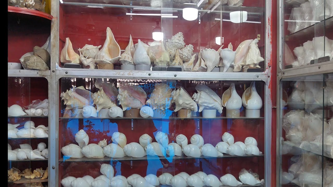 Beautiful shankh ( ALL VARIETIES AVAILABLE )  🐚🌊