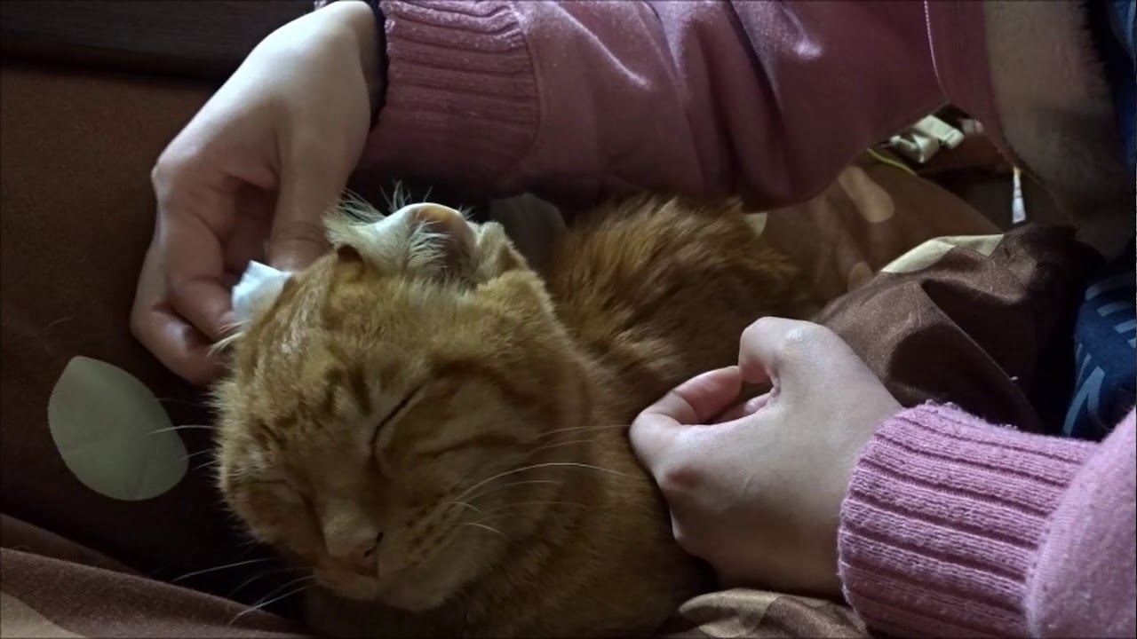 耳掃除が好きなネコさん