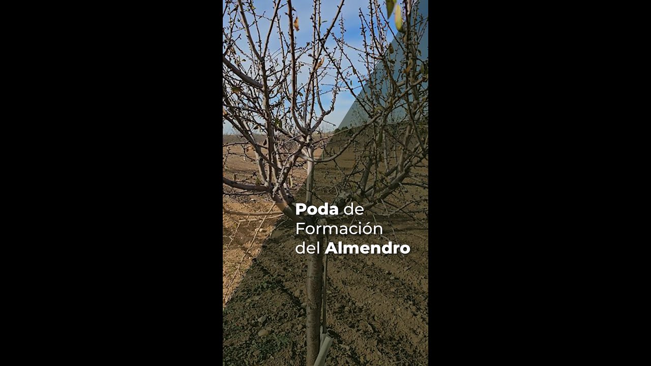 PODA DEL ALMENDRO - Arreglando la Formación de los Almendros