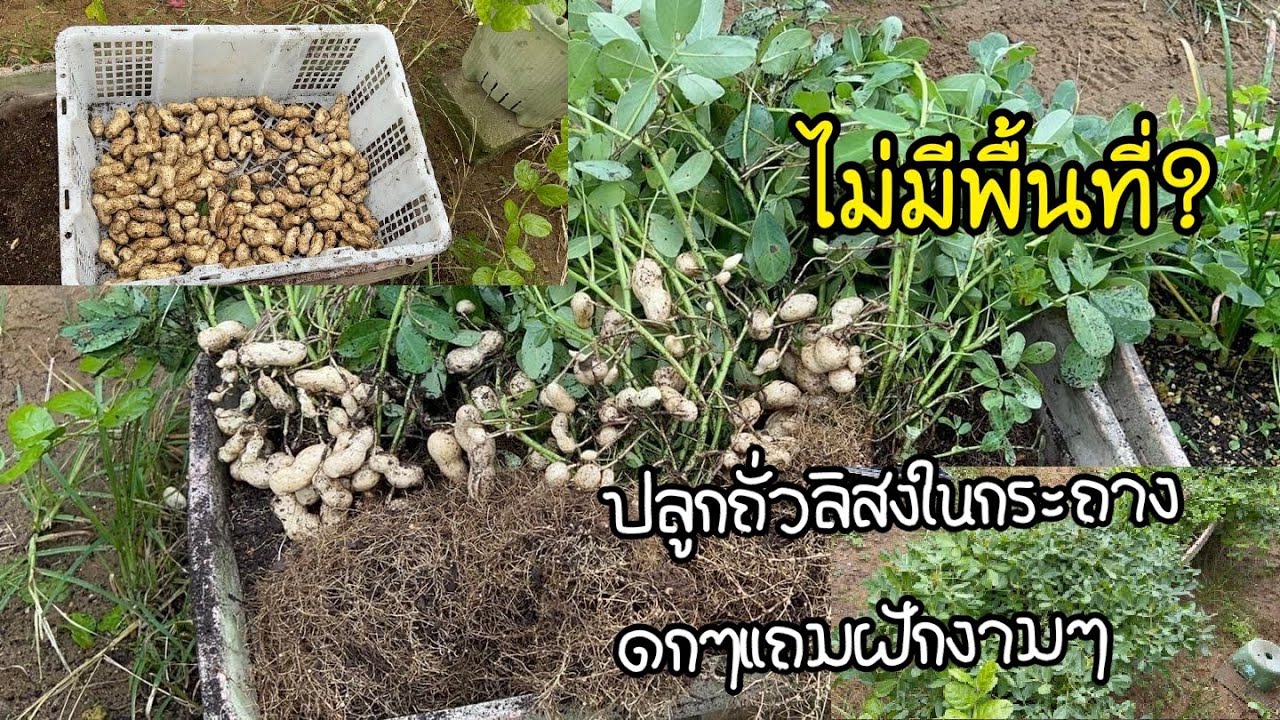 ไม่มีพื้นที่? ก็ปลูกถั่วลิสงในกระถาง ดกๆรสชาติอร่อยๆPeanuts planted