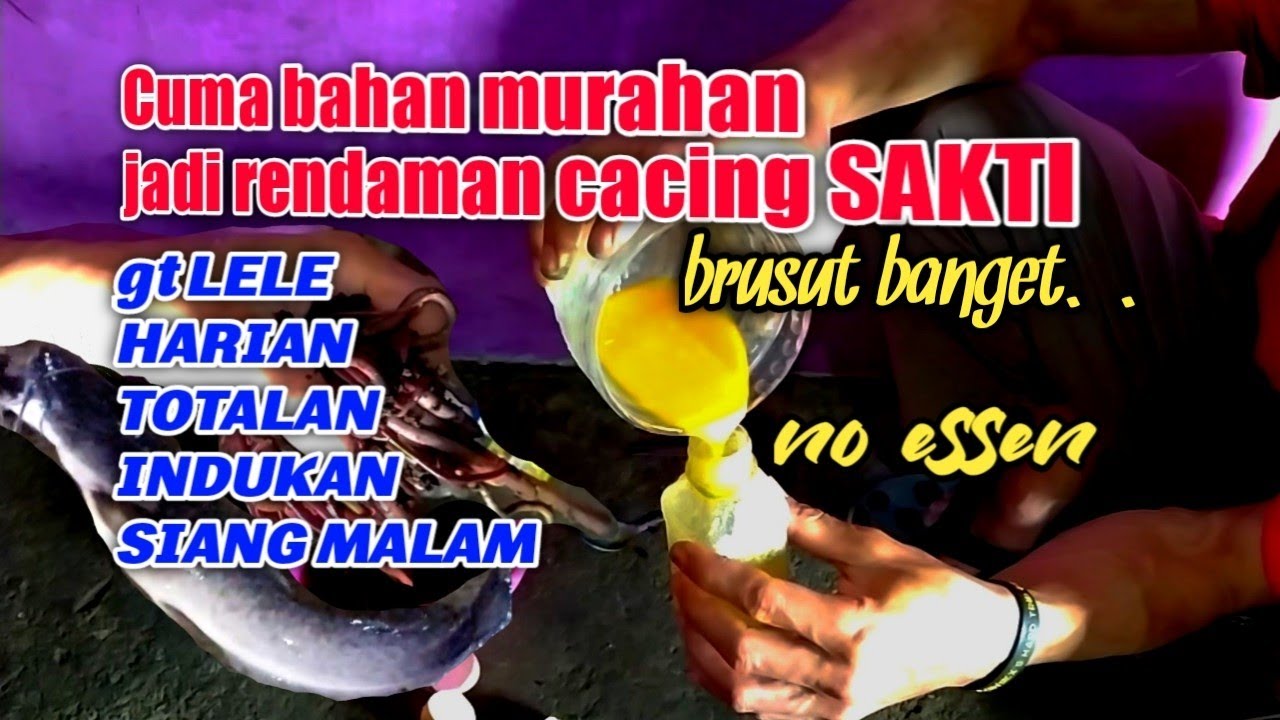 Cara bikin rendaman/cocolan cacing paling ampuh siang malam | galatama lele, harian dan indukan.