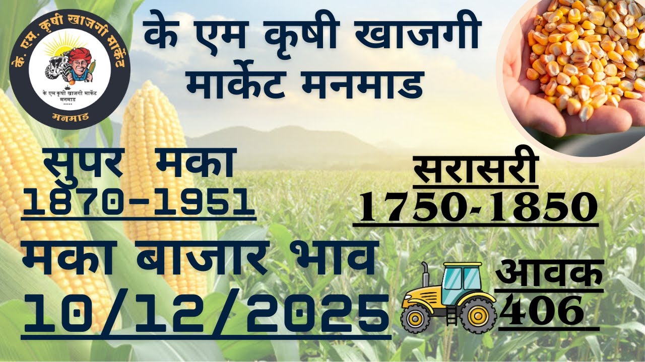 K M Krushi Market Manmad | धडाकेबाज मका लिलाव LIVE | Today’s Maize Price