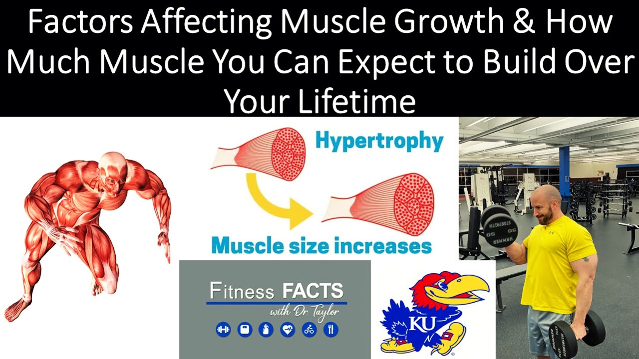 Factors Affecting Muscle Growth & How Much Muscle You Can Expect to Build Over Your Lifetime!