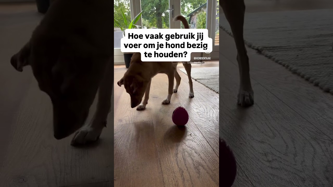 Voerspeeltjes voor je hond #hondengedrag #puppy #hondentraining