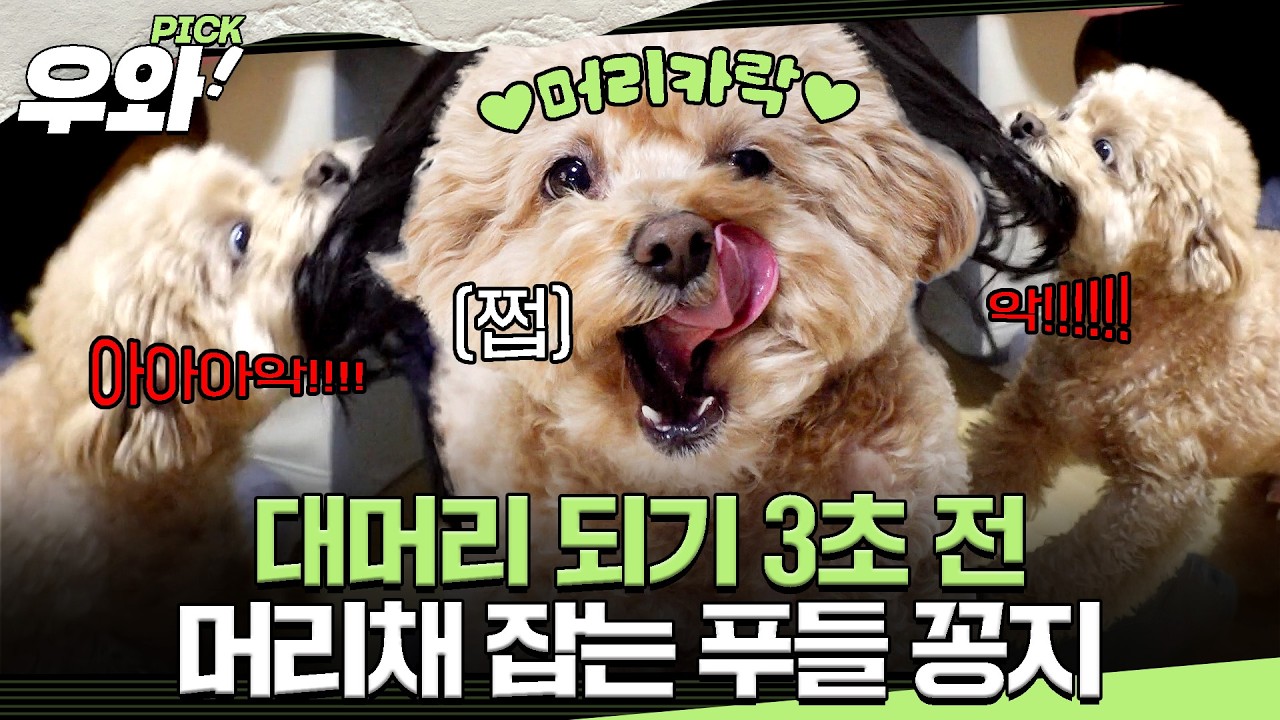 [⭐‍️#우와픽] 주인 머리채 잡는(?) 푸들 꽁지😱 매일 빠지는 머리카락만 한 움큼?!🪮 #TV동물농장 #우와한비디오 #우와비