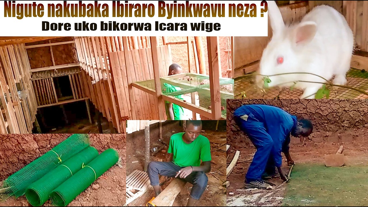 TWIGANE UKO BAZUBAKIRA TANGIRA UBWOROZI BW'INKWAVU  UKIRE MUGIHE GITO CYANE  NUKU BUBAKA #IBIRARO