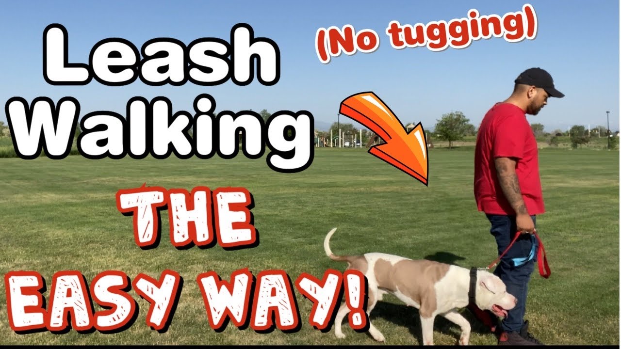 How to train your Pit bull Leash Walking! (No pulling)