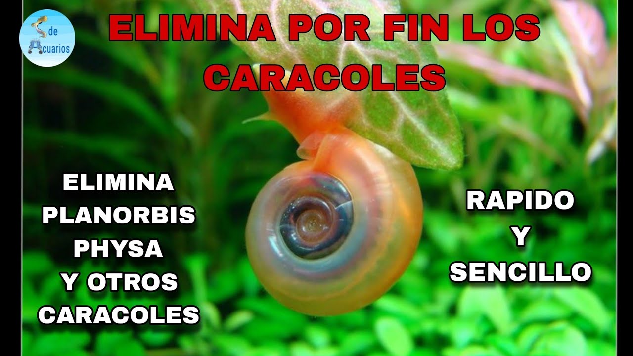 COMO ELIMINAR LOS CARACOLES DE TU ACUARIO (PLANORBIS, PHYSA ETC...)