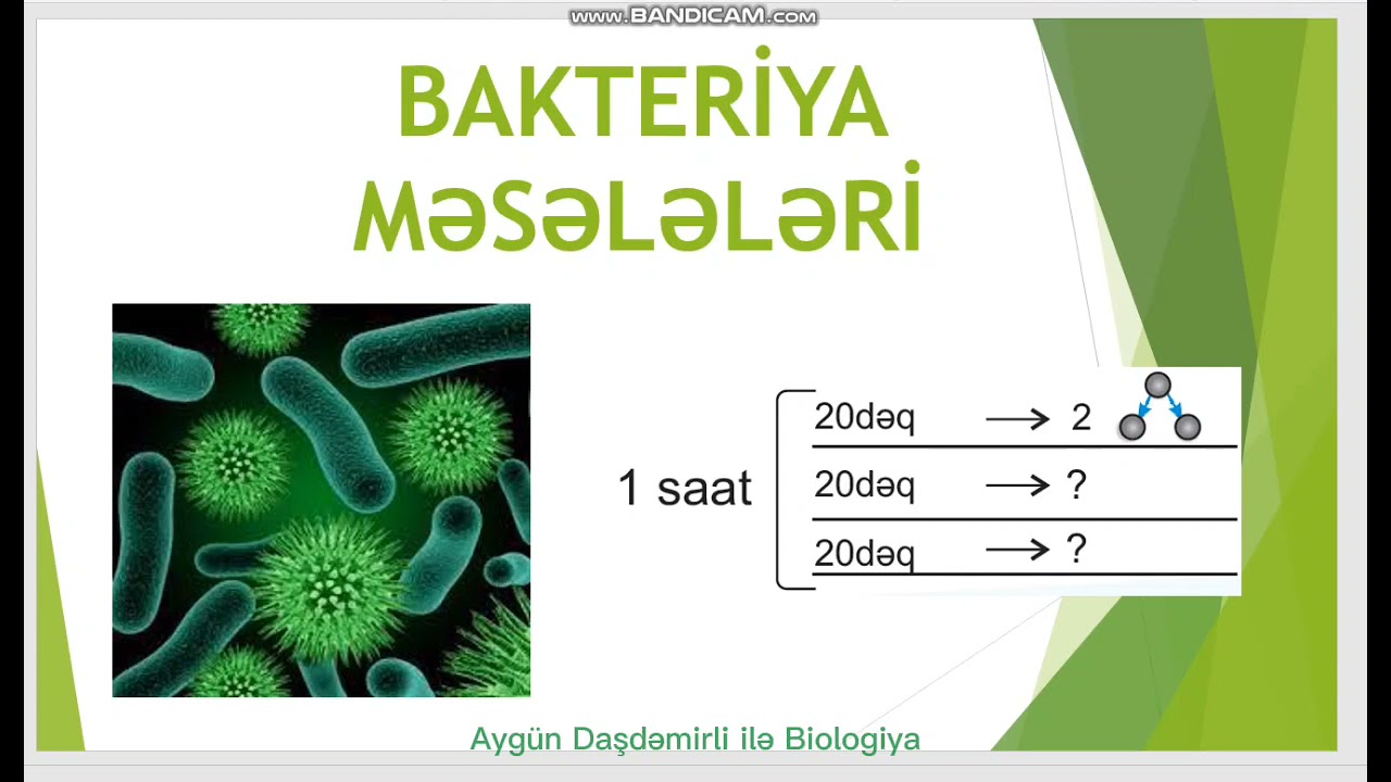 Bakteriya məsələləri