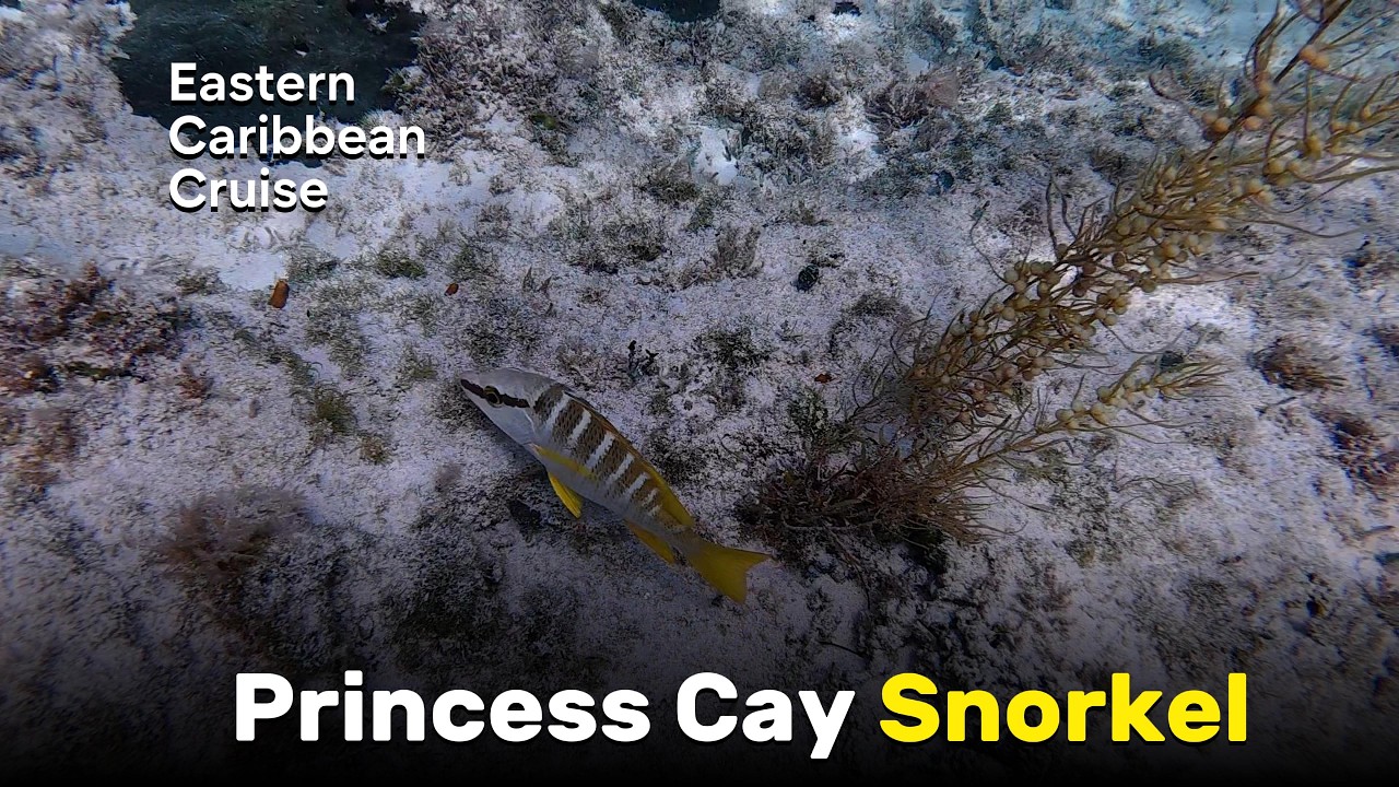 Bahamas 浮潛 水下的 Princess Cay