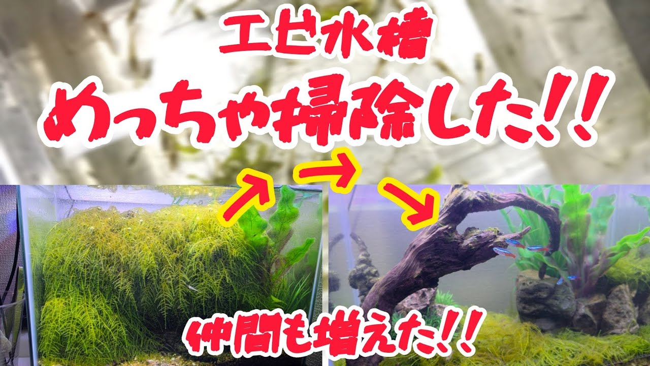 放置し過ぎたミナミヌマエビ水槽！モス管理！！新しい仲間「ネオンテトラ」も増えたよ✨