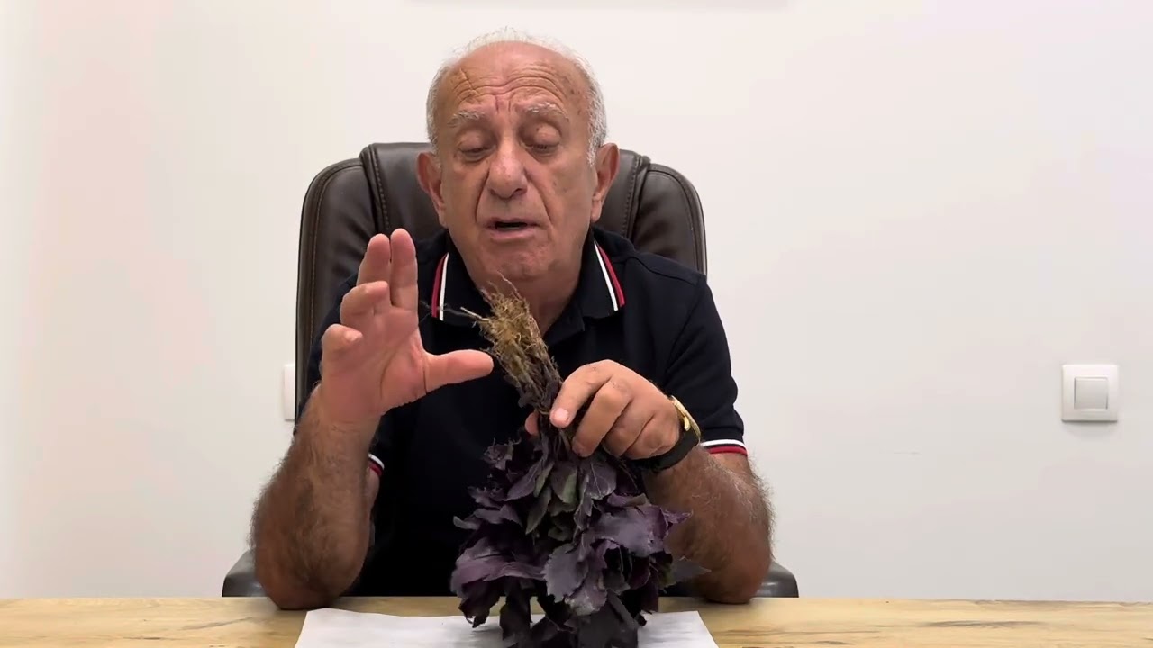 Ashot Ashotyan - Ռեհան թագավորական