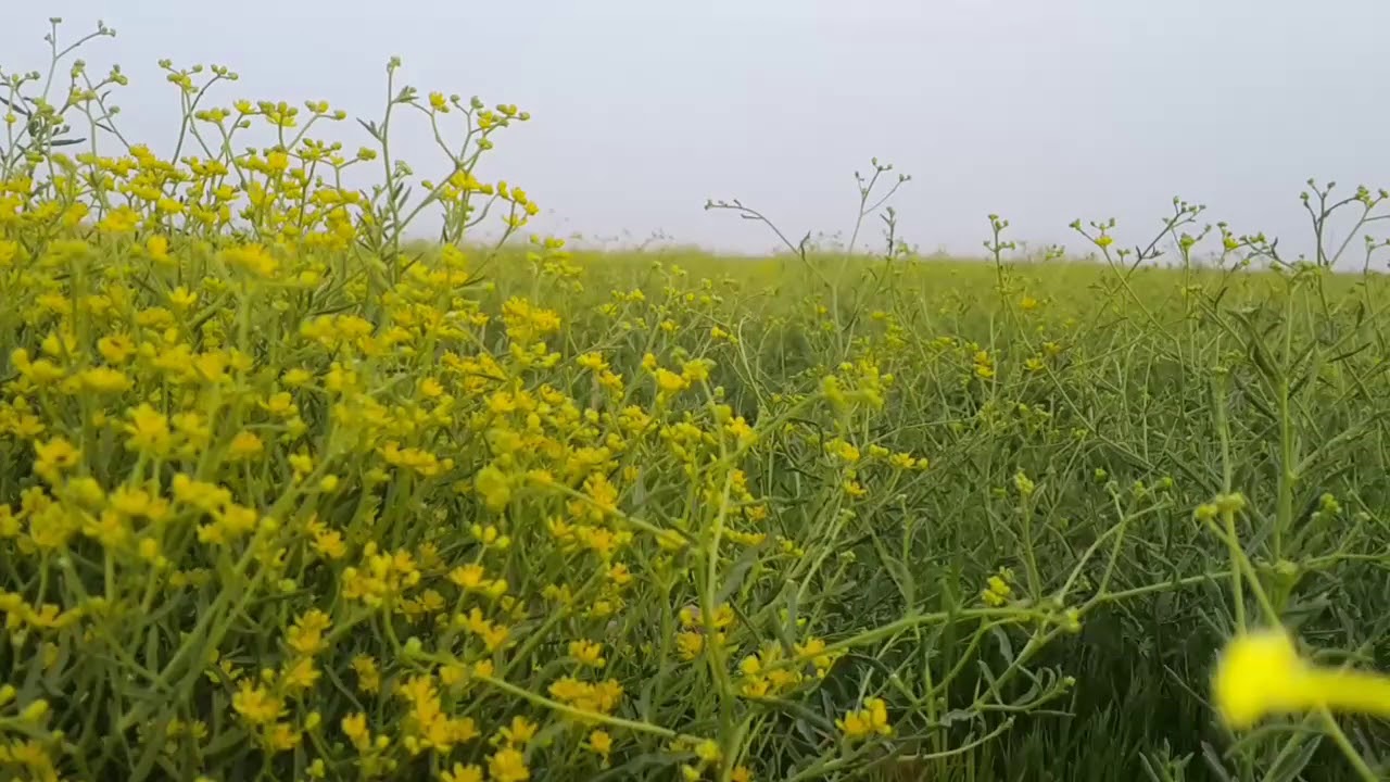 نوروز في قزانية ديالى
