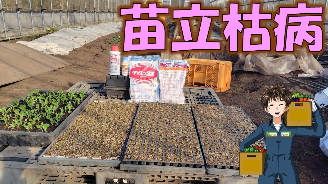 【苗立枯病】色んな野菜で罹る病気です！しっかり予防を！