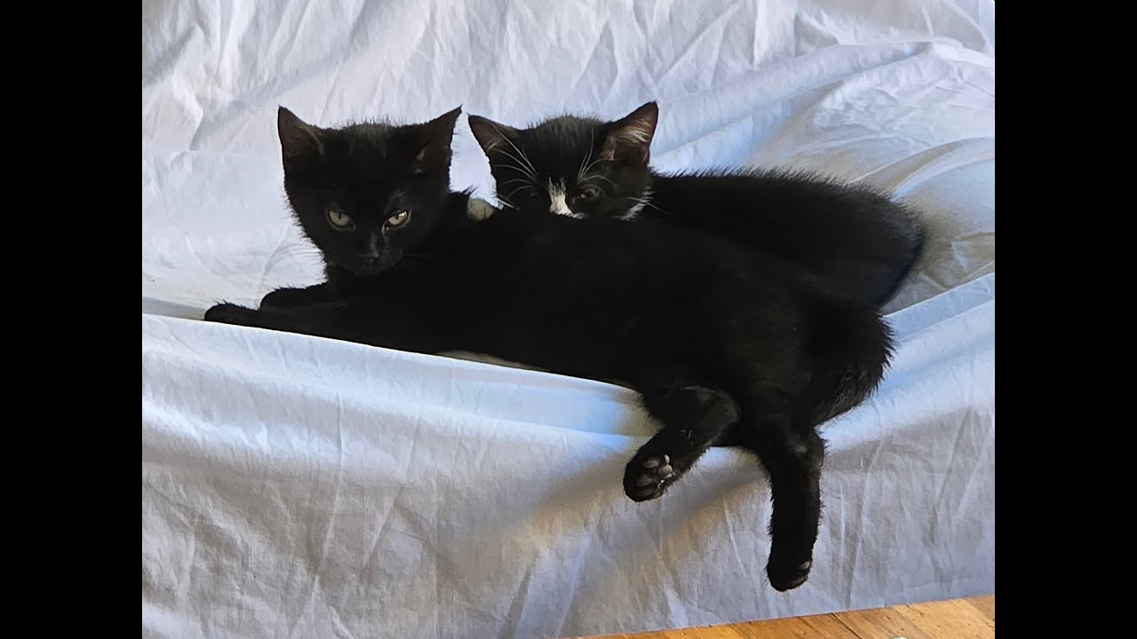 Recent Foster Kittens Cosette and Janis Part 1