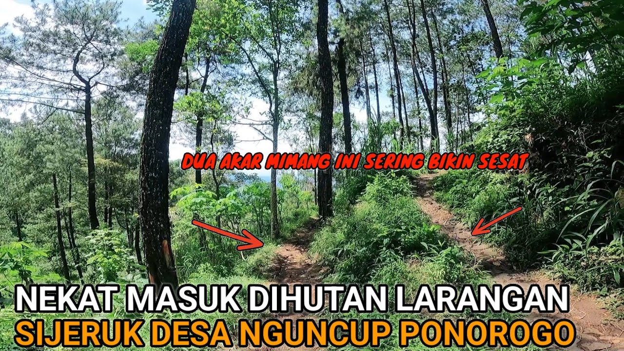 NEKAT‼️ MASUK HUTAN LARANGAN SIJERUK PONOROGO