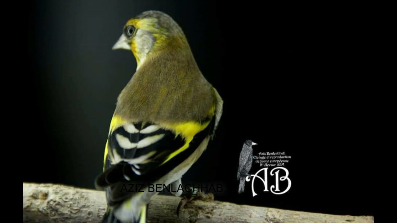 CHARDONNERET X TARIN DE MAGELLAN
