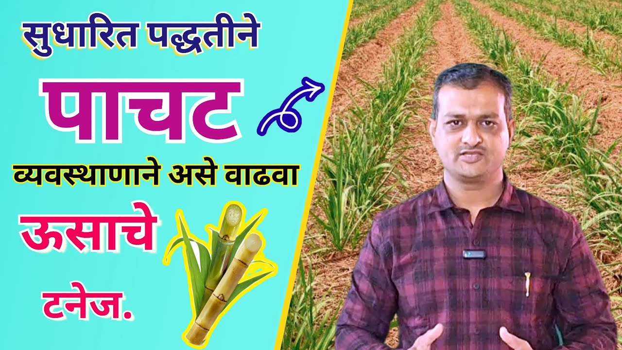 🎋पाचट व्यवस्थापणाने कमी खर्चात असे वाढवा ऊसाचे टनेज.✌️100% शेंद्रीय कर्ब व उपयुक्त जीवाणू वाढणार. 🎋