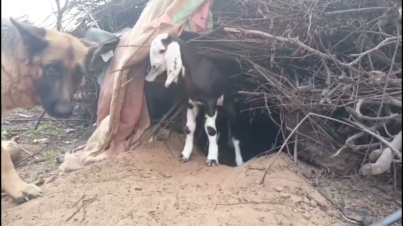गाँव की खुशहाली में मस्ती जिंदा है ❤️#villagelife #goat #dogshorts 