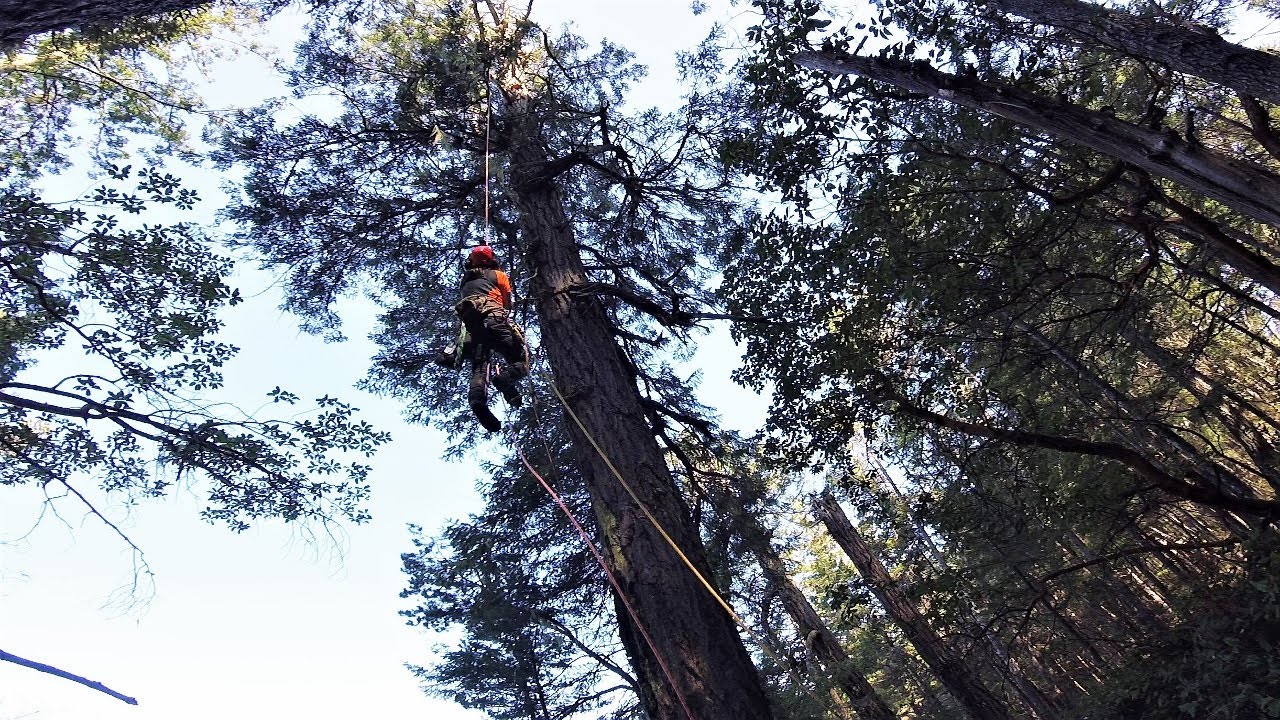 Pruning a Veteran Fir Tree