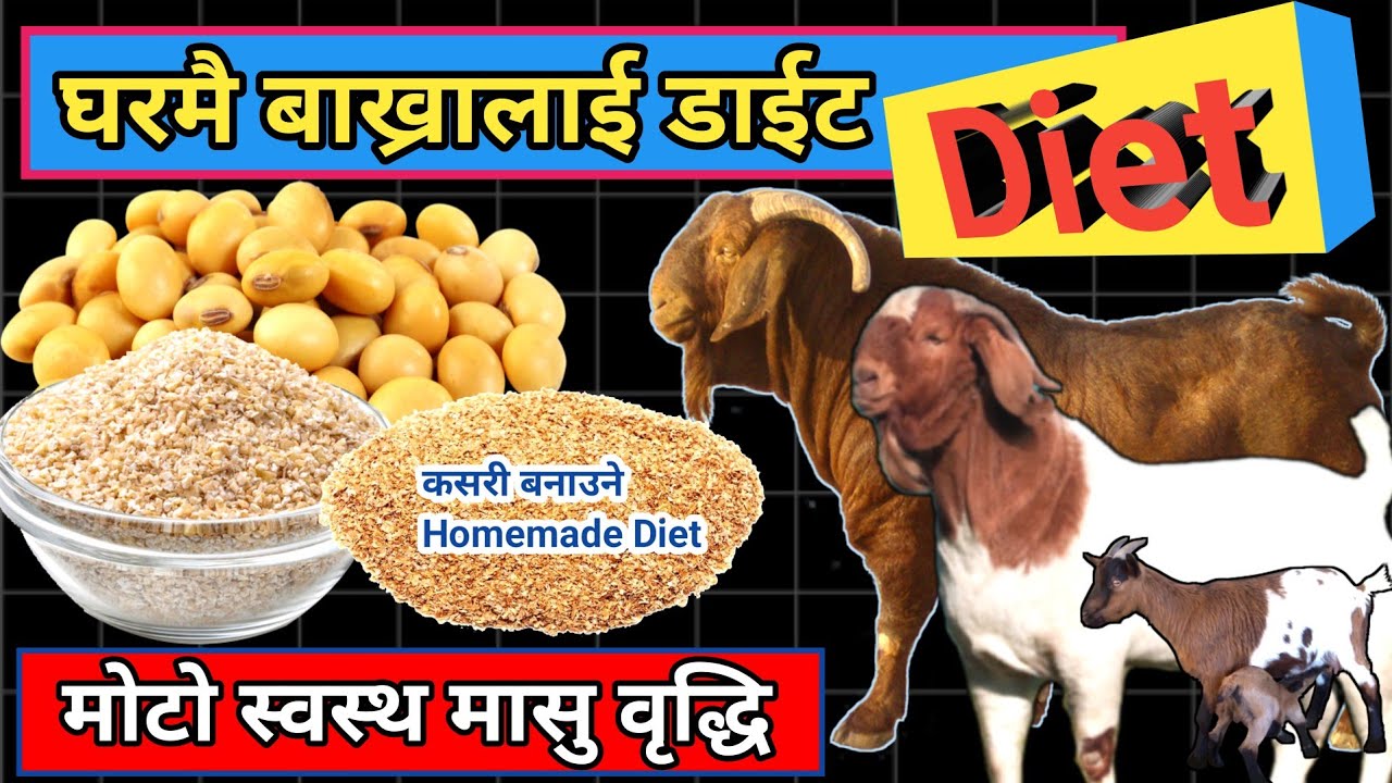 बाख्रा लाई घरेलु डाईट कसरी बनाउने ।। Home Made Diet For Goats ।। बकरीयों का मोटा कैसें करें