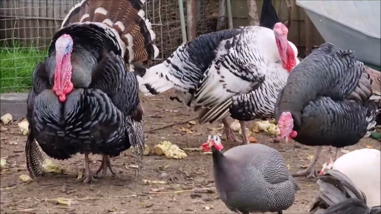 Our animal paradise with quails, peacocks, goats, ducks, geese, chickens, guinea fowls and chicks