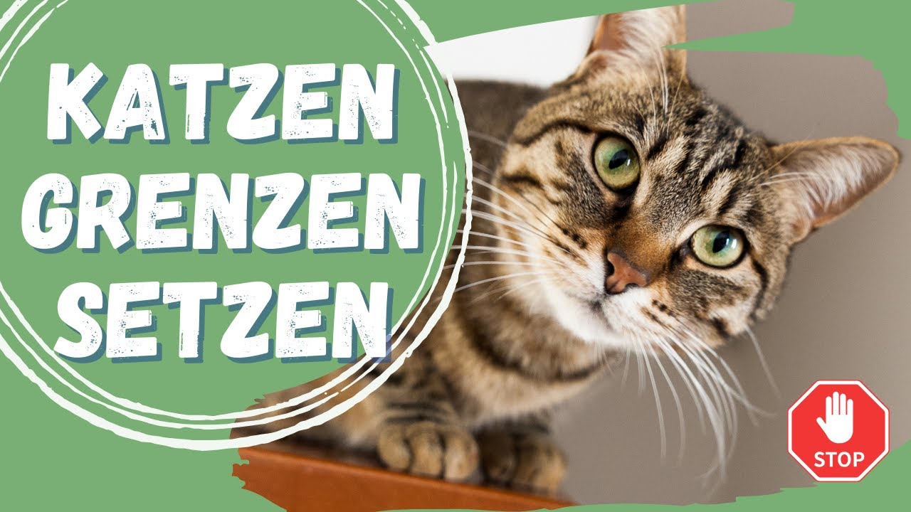 Deiner Katze beim Spielen Grenzen Setzen!