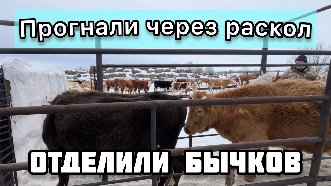 Отделили бычков от матерей
