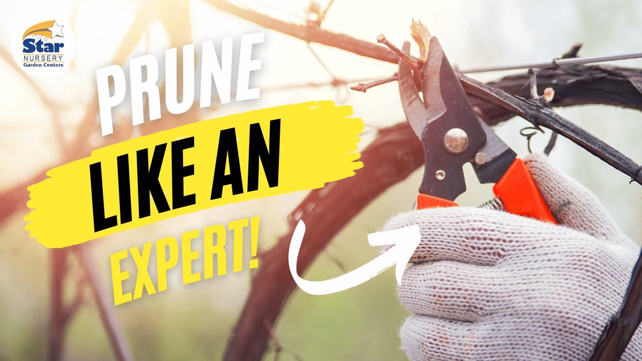 Winter Pruning Basics & Tools