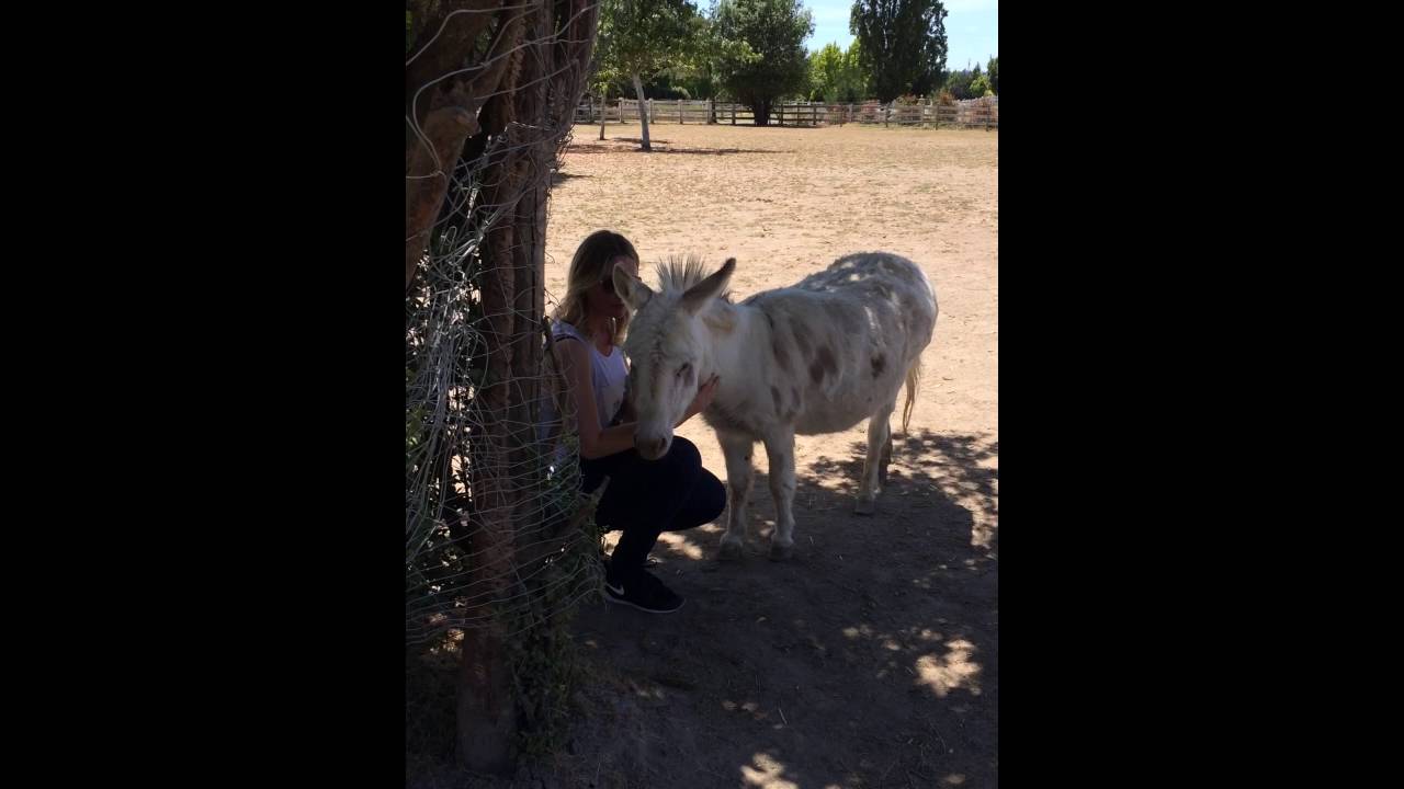 Reiki Demonstration with Mini Donkey | Animal Reiki Source