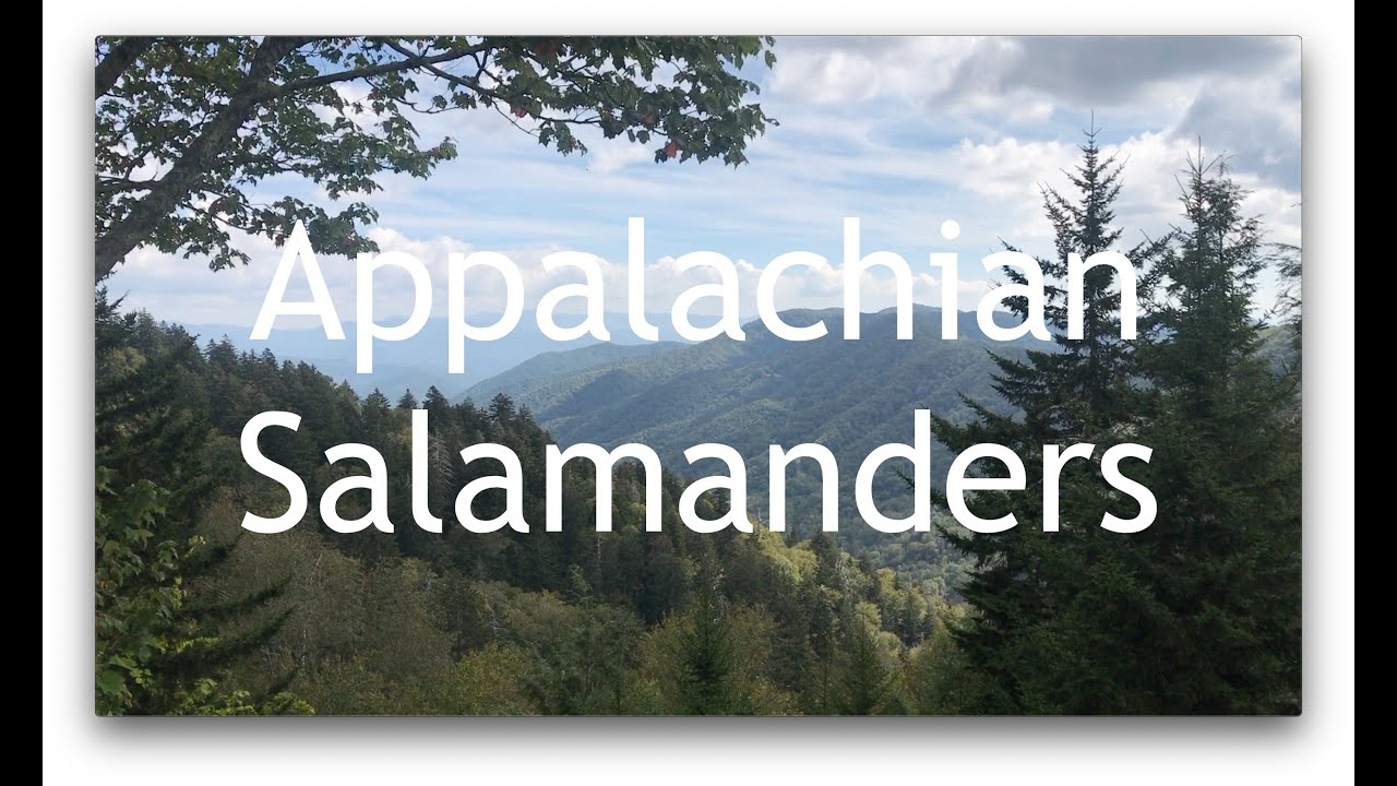 Hiking and Herping in the Appalachians