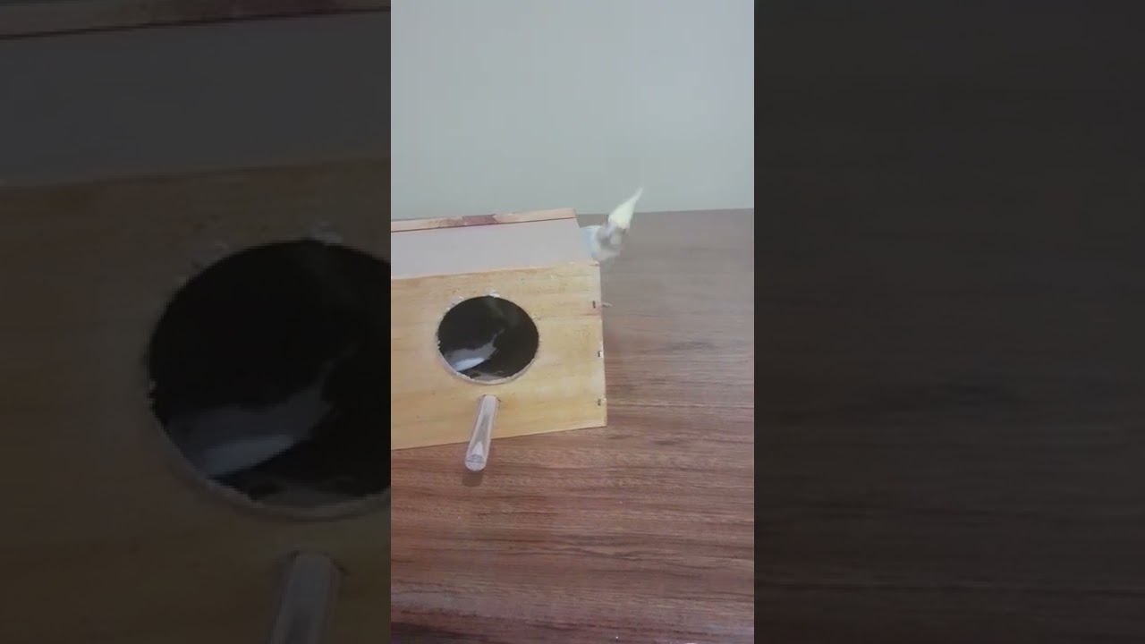 Calopsitas macho chamando a fêmea para o ninho😍❣